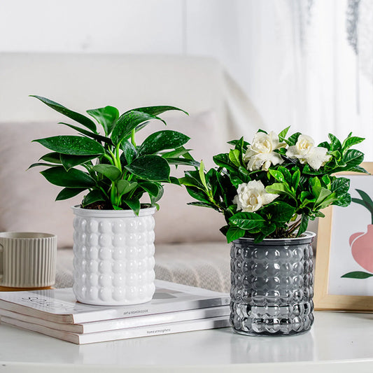 Mini Self Watering Plant Pot