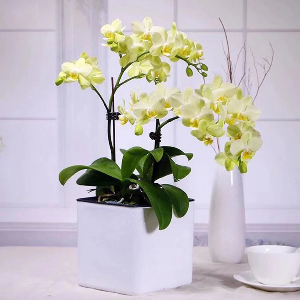 Self Watering Square Planter